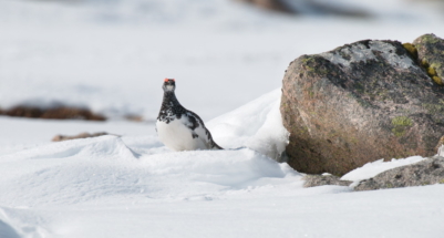 05ptarmiganSWI_1863