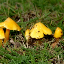 11conical waxcap