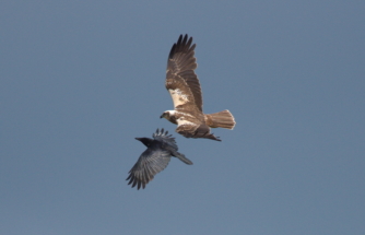 11marsh harrier and crowSWI_3107