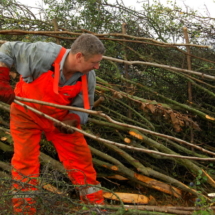 11national hedgelaying championships Andrew Hollis(Warks)DSC_5958