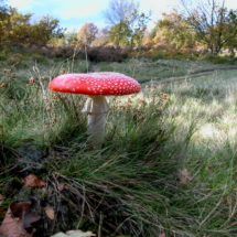 12swfly agaric