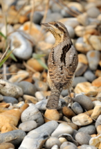 14wryneck vertSWI_0765clean