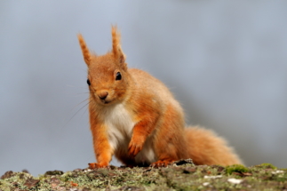 15red squirrellSWI_0897