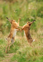 19brown hares boxingSWI_4882