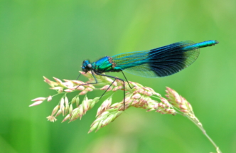 21banded demoiselle maleDSC_3429