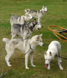 huskiesDSC_2043