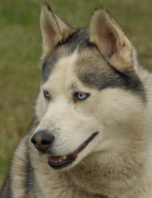 huskyDSC_4738