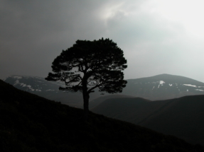 larig ghru last pineDSCN0678